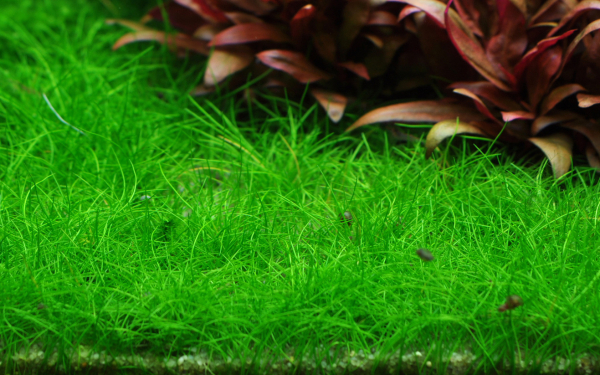 Eleocharis pusilla / Eleocharis acicularis -  Winzige Nadelsimse 'Mini' 1-2-Grow!